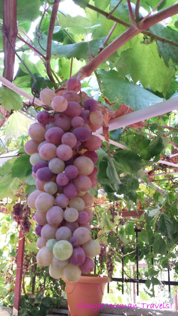 Grapes from Antalya Turkey