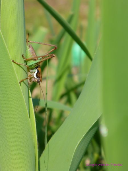 Grasshopper Totem animal - Leap Forward